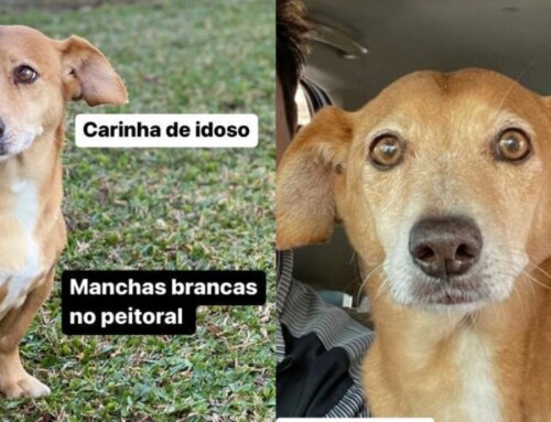 Família de Curitiba faz apelo para encontrar o cachorrinho “Polaco”, que fugiu de casa em novembro